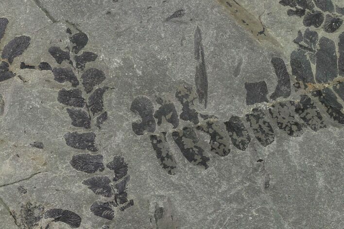 Pennsylvanian Fossil Fern (Neuropteris) Plate - Kentucky #138521